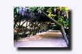 ���̉ԁC����E���َs�E�ܗŊs�������
