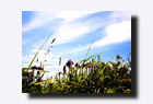 �t���[�ʐ^�f�ށE�m�n�i�V���E�u�̋G��