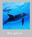 �C���J�̍�i������