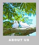 �v���t�B�[���̏Љ�