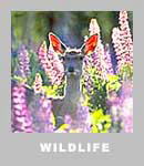 �쐶�����̍�i