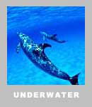 ���̐��E�̍�i