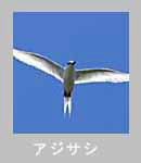 �A�W�T�V�̒���