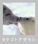 �^�e�S�g�A�U���V�̍�i������