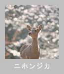 �j�z���W�J�̍�i