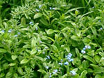 Blue Bells