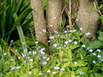 Forget Me Not
