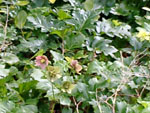 Christmas Rose