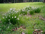 Snow Drops
