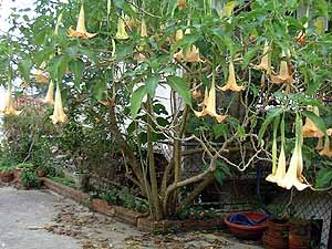 �N���b�N����Ƒ傫�Ȏʐ^�ɂȂ�܂�