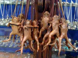 �N���b�N����Ƒ傫�Ȏʐ^�������܂�