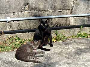 �N���b�N����Ƒ傫�Ȏʐ^�ɂȂ�܂�