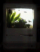 fish02.gif
