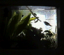 fish03.gif
