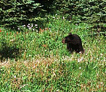canada07.gif