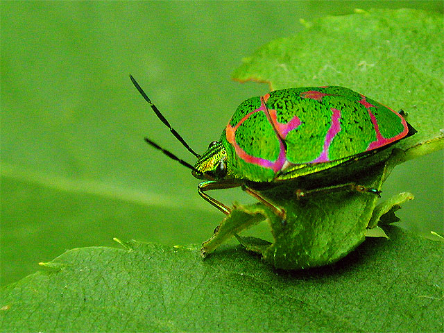 ssgreen02.jpg