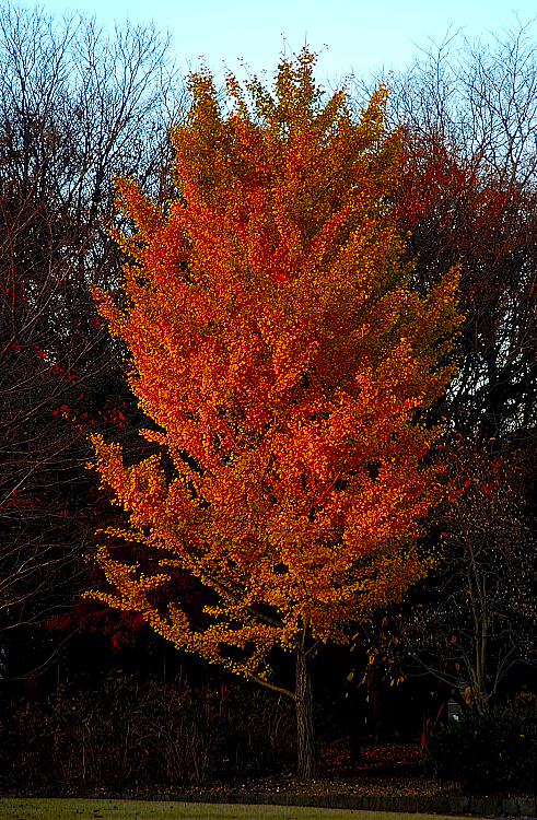 STDSC_97230rs.jpg
