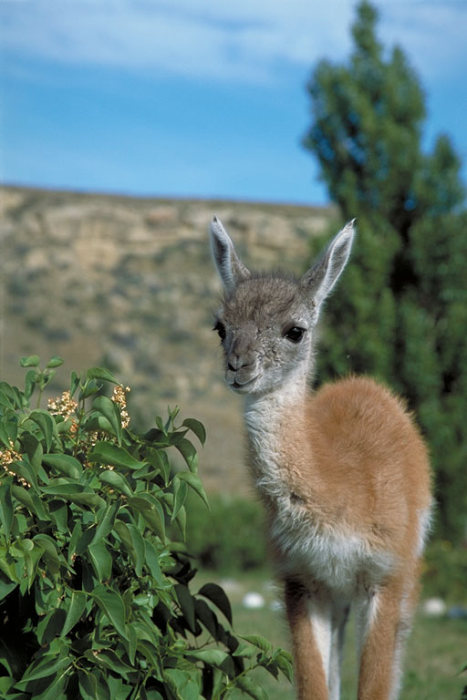 Guanaco OAiR