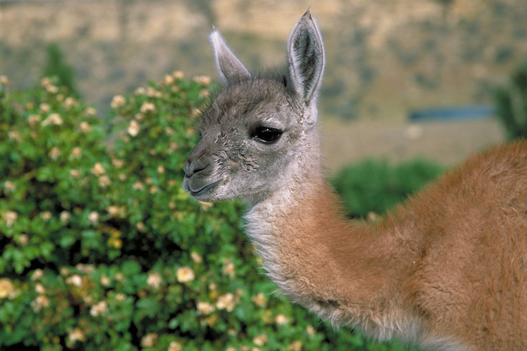 Guanaco OAiR