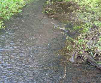 fish.jpg (17059)