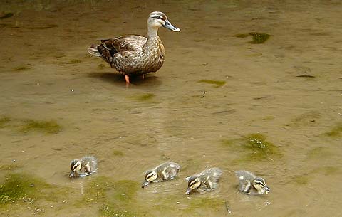 Baby Ducks