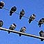 Dove On Clear Winter Sky