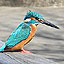 Kingfisher in Tokusho Park