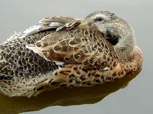 Mallard, Magamo