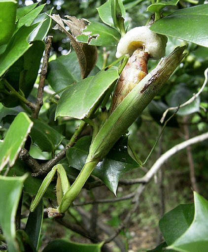 Egg Layng Mantis in Seseragi Park