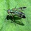 Metal Green Fly