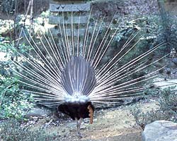 Male Peacock Back Side