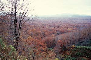 Red Forest