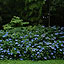 Hydrangea in the Rain, 2007