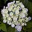 Hydrangea in Seseragi Park