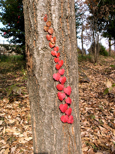 Red Colored Ivy Leaves