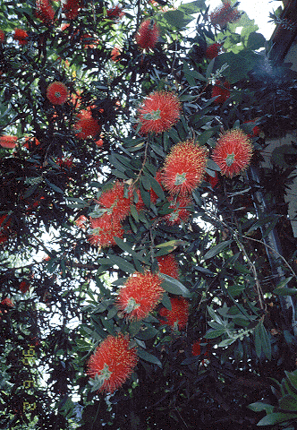 Red Bottle Brush