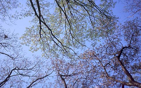 Spring Branches Above In Spring