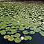 Water Lily in the Morning