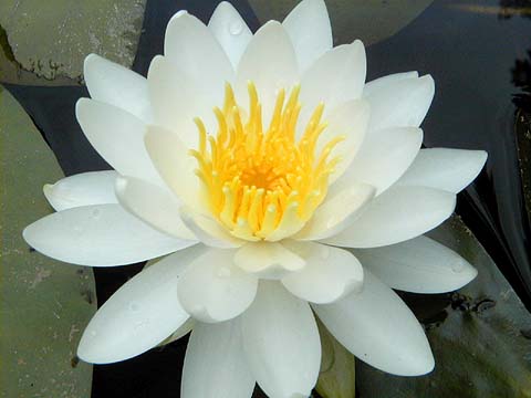 White Water Lily