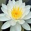 White Water Lily