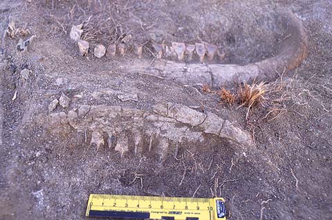 Iguanodon Jaws Close Up