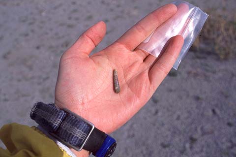 Pterosaur Teeth