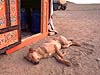 Dog Sleeping by Door