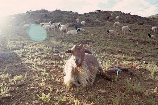 Goats On The Hill