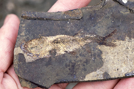 Fish Fossil 1