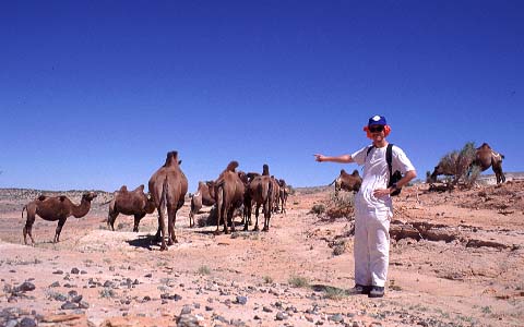 [Camels at Alag Teg]