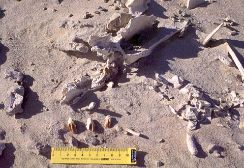 [Protoceratops Head & Teeth]