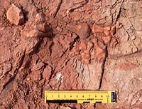 Pinacosaurs Hand, 1998Aug