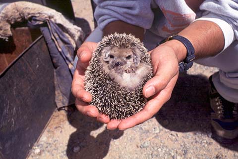 Hedgehog