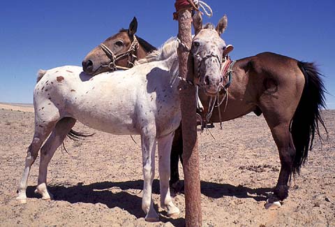 2 Horses Standing